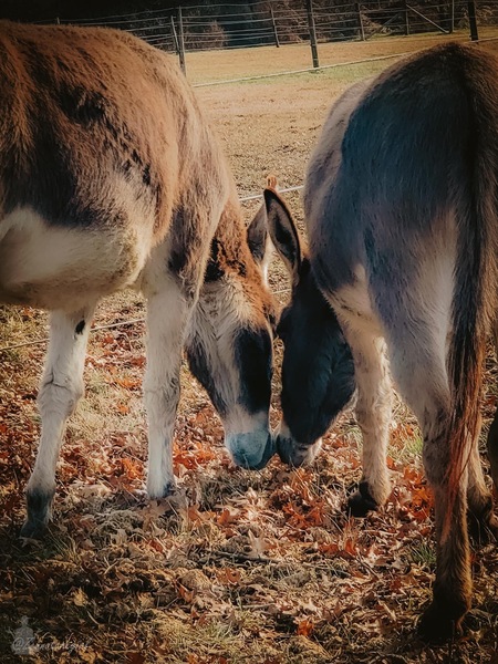 Sugaree and Maggie May