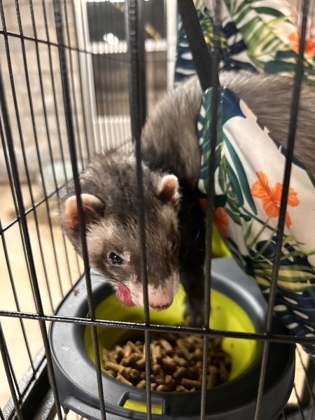 Nilla bean