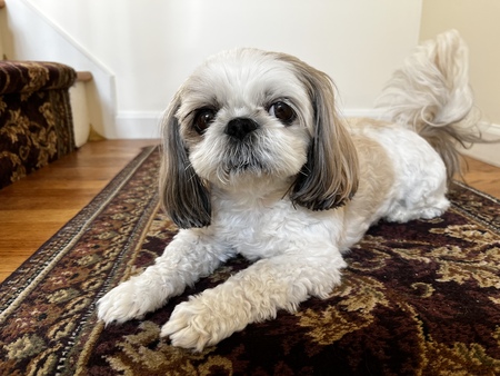 Peanut.   (fka Lily)