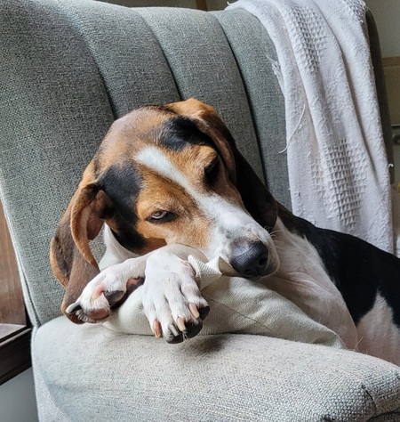 Chanel (Nellie)