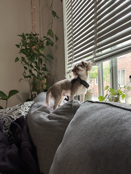 Oliver