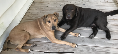Princess with her buddy Simon