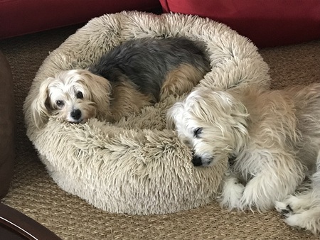 Cassie & Rocky Sugar Bear