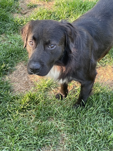 Sherman (aka Shaggy)