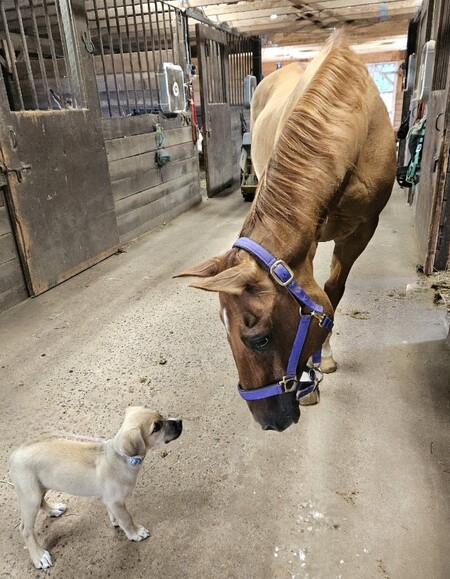 Buddy the horse and Sandy the pup