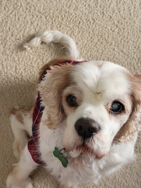 Henry Dodger