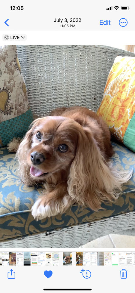 Otto