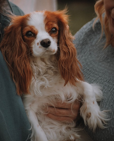 Penny