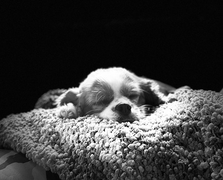 Gracie