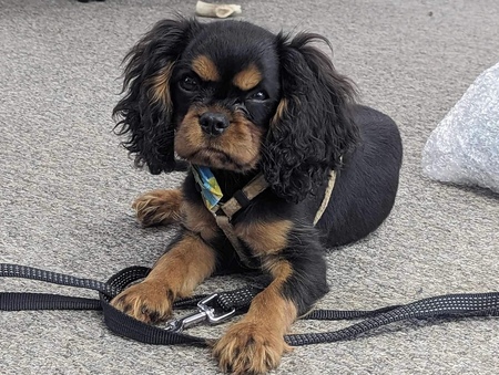 Archie