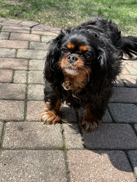 Sophie