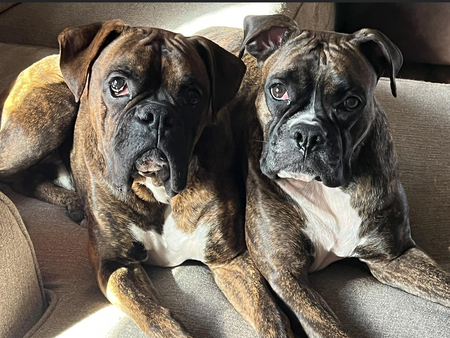 Kona & Boomer