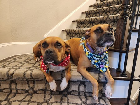 Zeus & Zoe (fka Drax & Tiny)