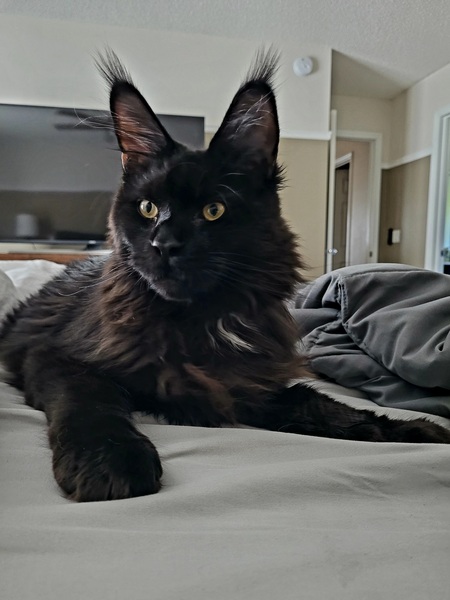 Binx
