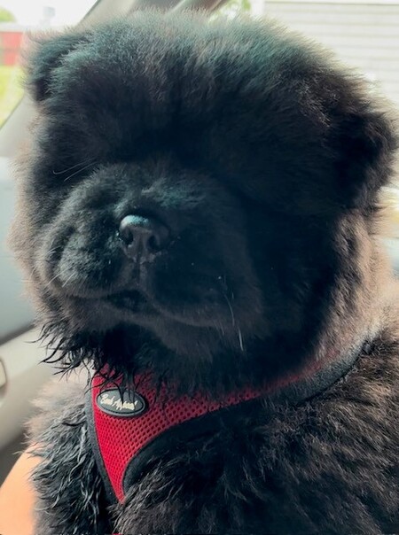 Gizmo