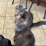 Entry image for Apollo & Zeus Crosby-Johnson