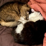 Entry image for Harold and Archie 