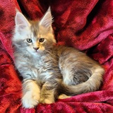 Entry image for Rajah