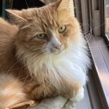 Entry image for Orien (ry-ry)