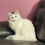 Entry image for Gracie