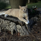 Entry image for Toby