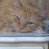 Entry image for Nico