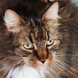 Entry image for Charlie