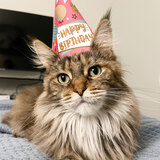 Entry image for Lyra 