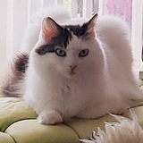 Entry image for Miss Callie Coco