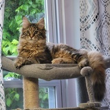 Entry image for Elsa