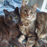 Entry image for Mocha and Mochi