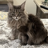 Entry image for Cheyenne 