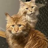 Entry image for  Milo and Ollie Basso