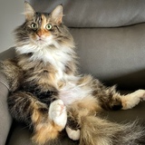 Entry image for Maravilla