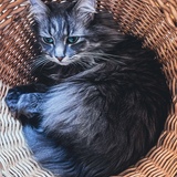 Entry image for Tucker