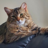 Entry image for PRINCE LEUM