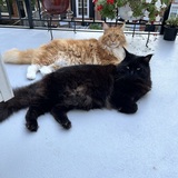 Entry image for Tig and Zeke 