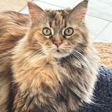 Entry image for Roxanne