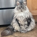 Entry image for Jazzy