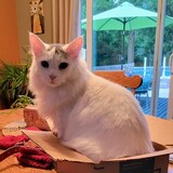 Entry image for Gibson