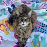 Entry image for Ronnie