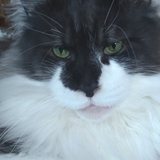 Entry image for Magnificent Hero