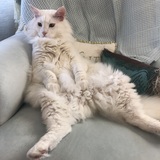 Entry image for Fenris