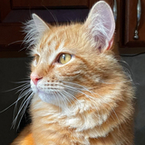 Entry image for Sammy