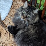 Entry image for Simon