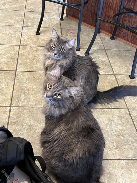 Entry image for Apollo & Zeus Crosby-Johnson. Clicking this image will show a larger photo