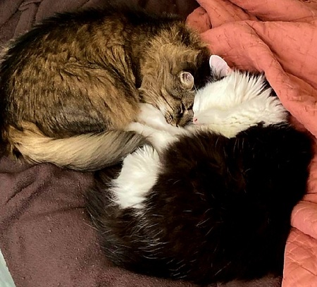 Entry image for Harold and Archie . Clicking this image will show a larger photo