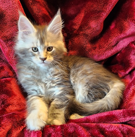 Entry image for Rajah. Clicking this image will show a larger photo