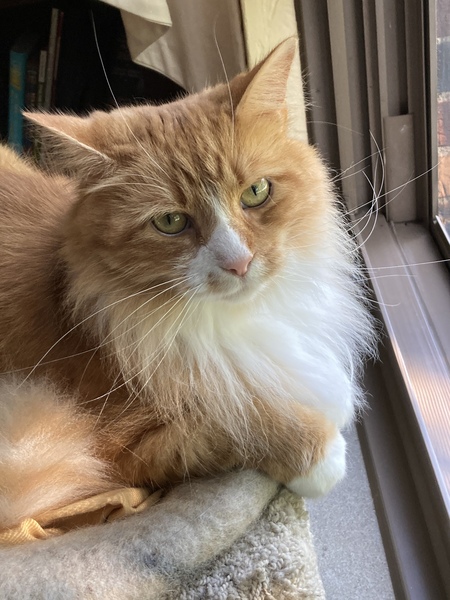 Entry image for Orien (ry-ry). Clicking this image will show a larger photo