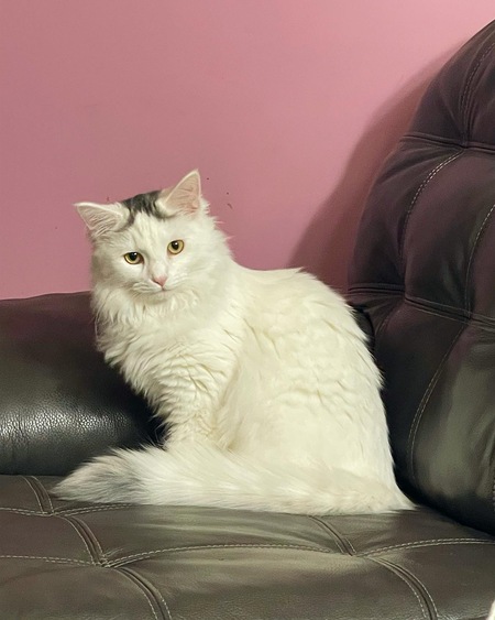 Entry image for Gracie. Clicking this image will show a larger photo